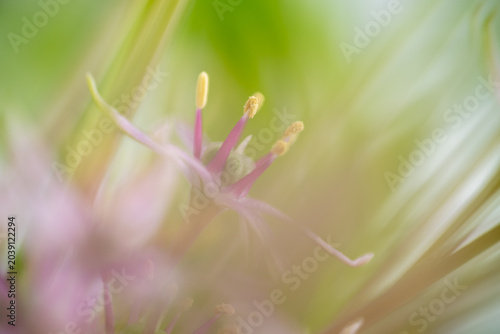 Fotografía Close up of  Allium Schubertii Tiny Flowers on Large Spherical Umbel Flower