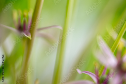 Tableau sur toile Close up of  Allium Schubertii Tiny Flowers on Large Spherical Umbel Flower