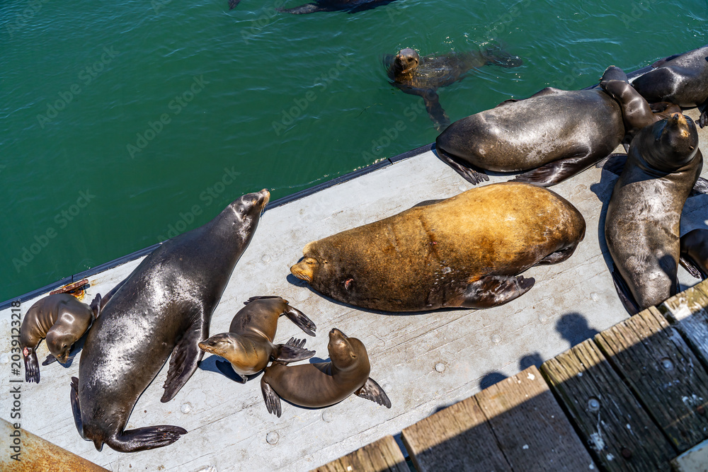 Fototapeta premium California Sea Lions Resting on Pier in Santa Cruz Harbor