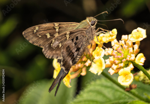 Foto split tail skipper on yellow flower