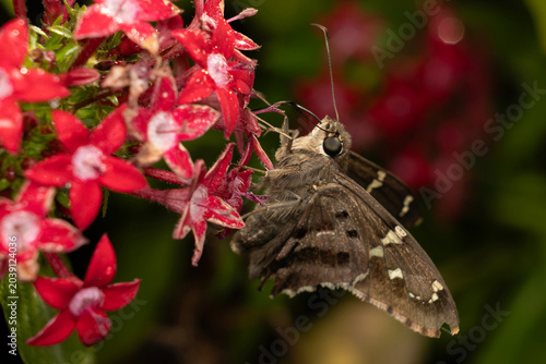 Foto Split tail skipper