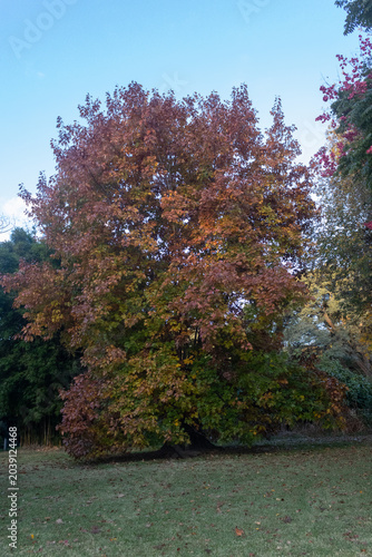 Otoño en mayo