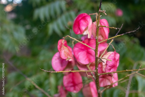 Flores rosadas