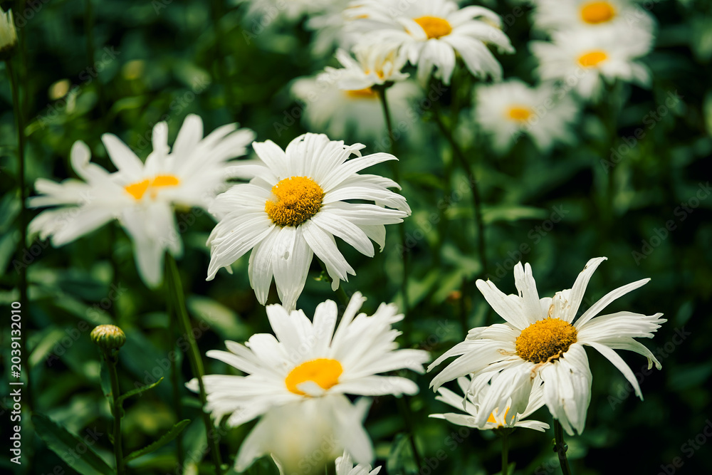 Obraz premium Bright white daisies bloom in garden during spring season, showcasing simple beauty vibrant yellow centers. garden space with petals. flowers thrive under sunlight, lively colorful scene in spring