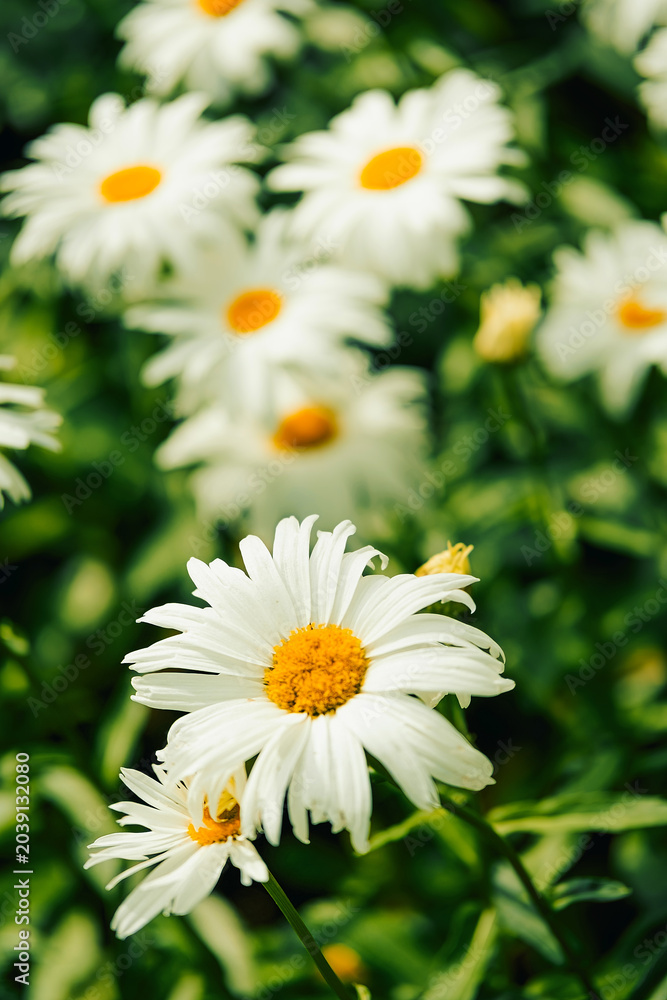 Fototapeta premium daisies bloom in garden during spring next to green leaves on sunny day. Daisies with white petals and yellow centers grow in garden. sun shines green leaves surround them, lively scene in spring