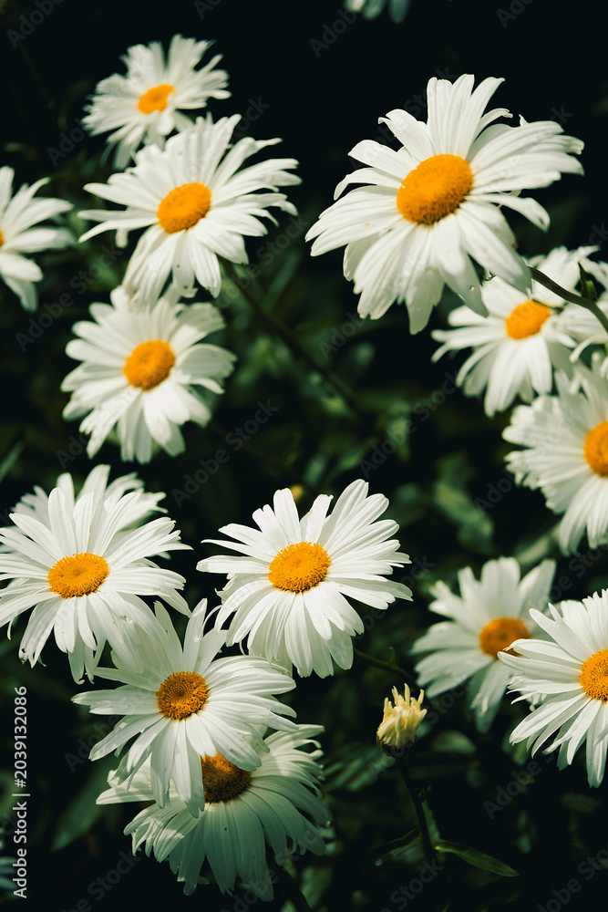 Fototapeta premium daisies bloom in garden during spring next to green leaves on sunny day. Daisies with white petals and yellow centers grow in garden. sun shines green leaves surround them, lively scene in spring
