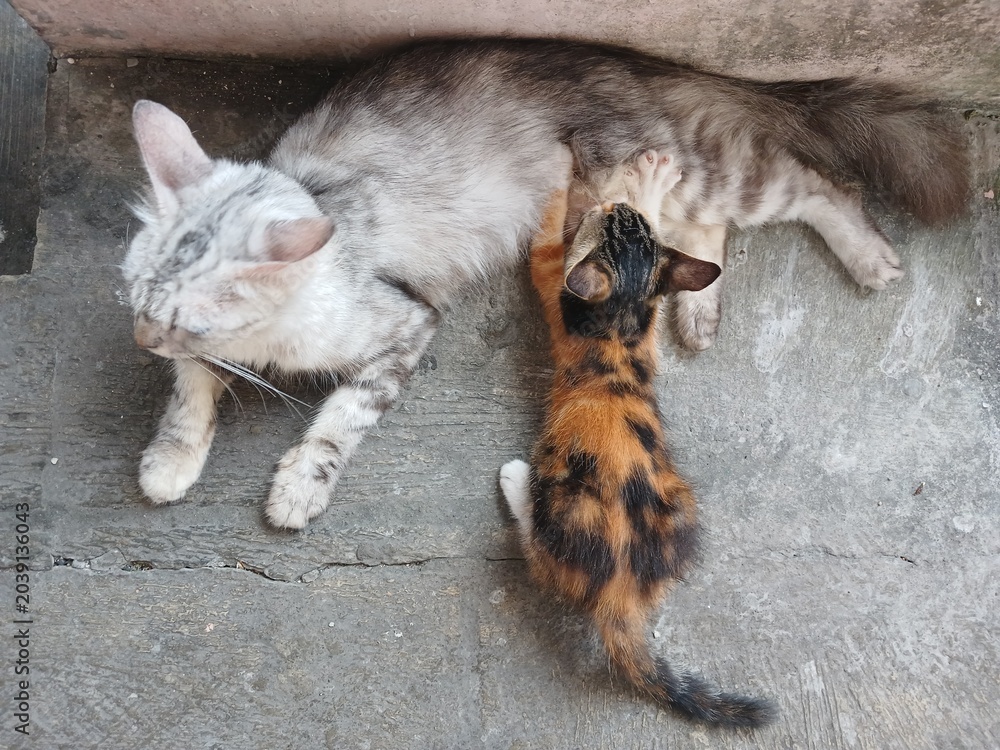 Fototapeta premium gray cat and her breastfeeding kittens