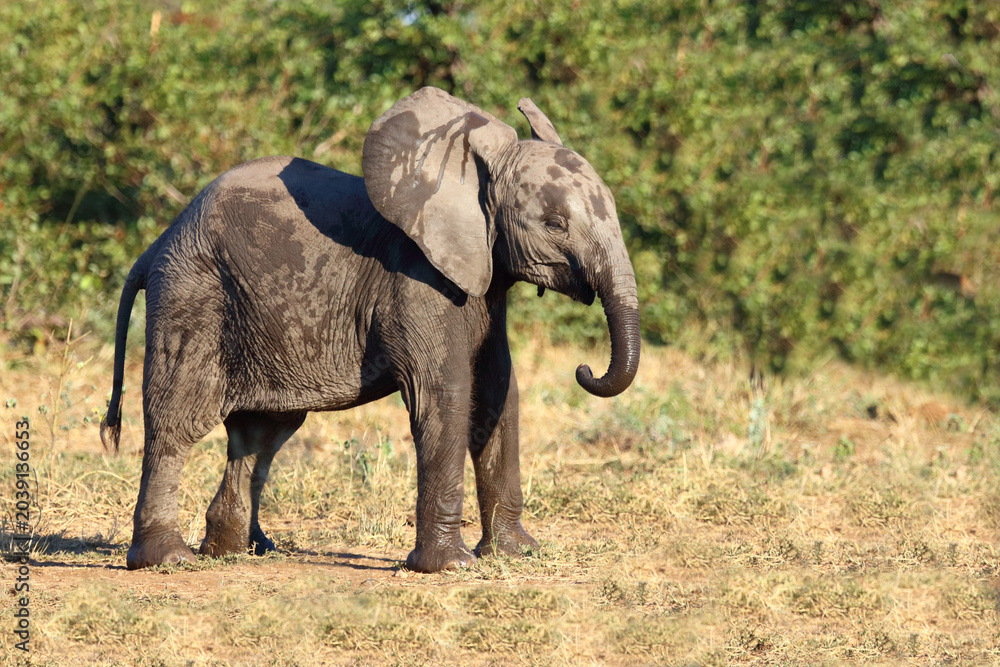 Fototapeta premium Afrikanischer Elefant / African elephant / Loxodonta africana