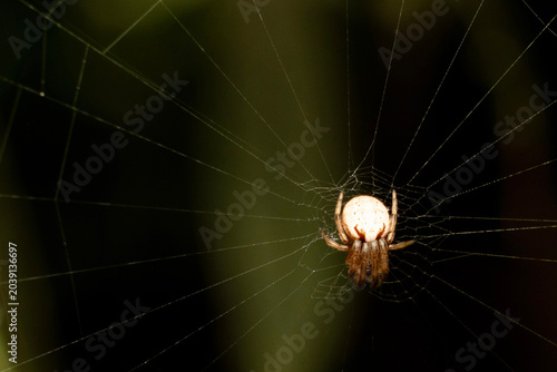 фотографія just hanging in there