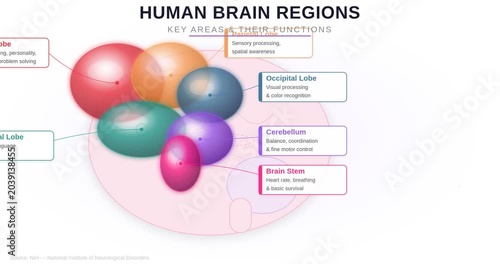 Human Brain Regions Anatomy and Neural Network Animation