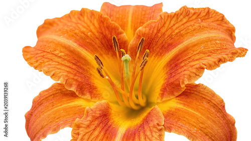 Close-up vibrant orange and yellow lily flower in full bloom against white background