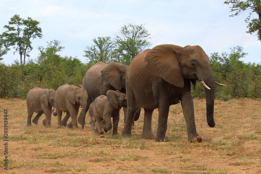 Fototapeta premium Afrikanischer Elefant / African elephant / Loxodonta africana
