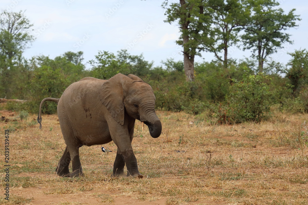 Fototapeta premium Afrikanischer Elefant / African elephant / Loxodonta africana