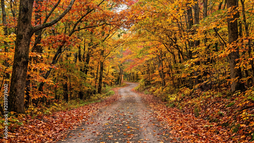 Autumn forest pathway with golden leaves and warm sunlight in serene woodland setting