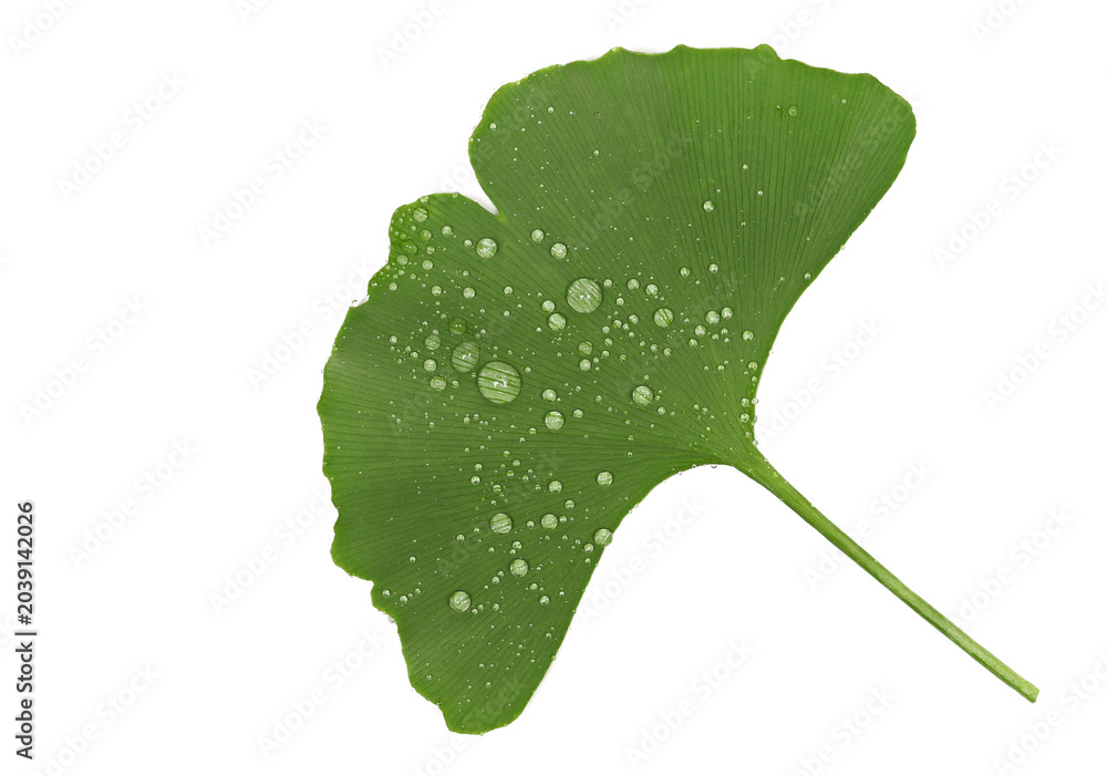 Fototapeta premium Fresh ginkgo biloba leaf with water droplets isolated on white background, top view