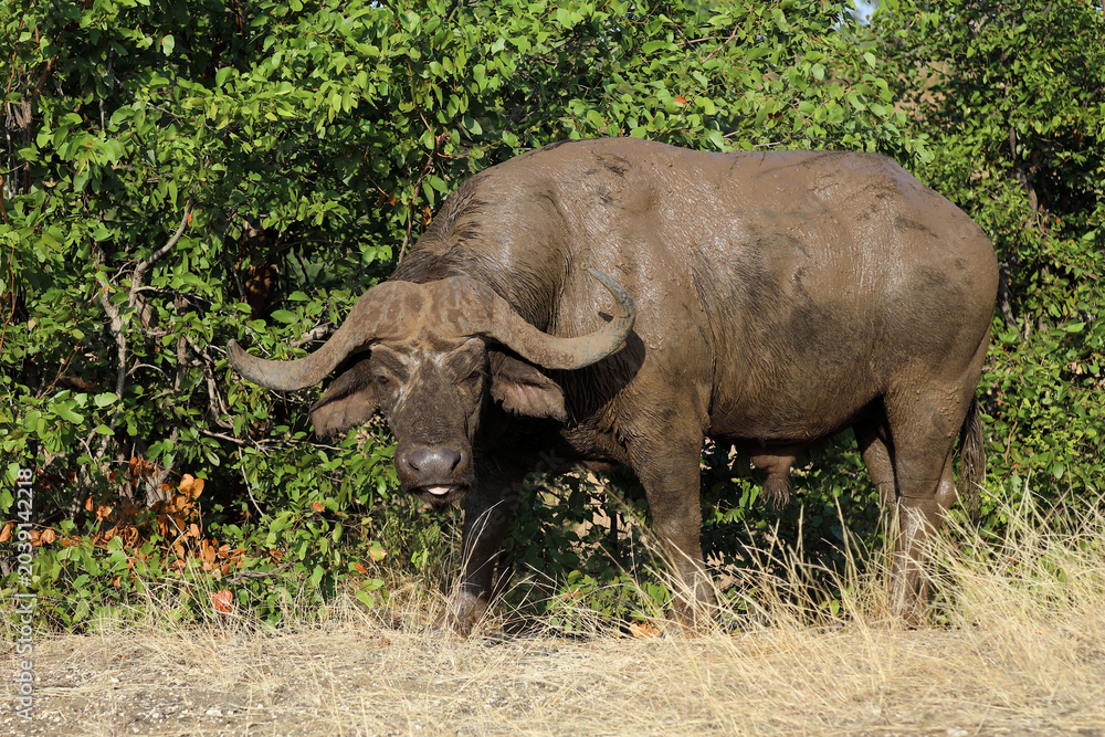 Fototapeta premium Kaffernbüffel / African buffalo / Syncerus caffer