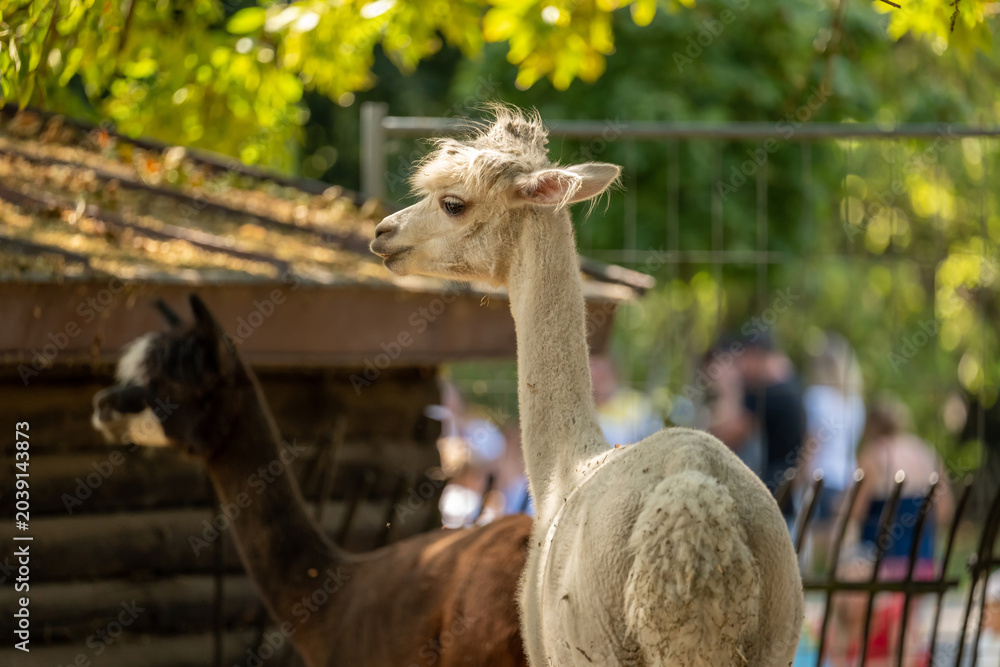 Fototapeta premium Two alpacas in a zoo enclosure, white alpaca side profile with long neck and shaggy hair in foreground and brown alpaca blurred behind, sunny leafy outdoor animal portrait with shallow depth of field