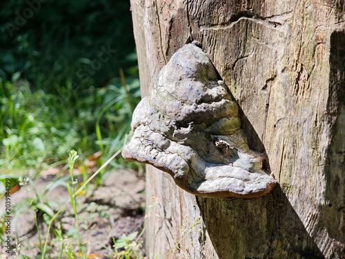Foto Large bracket fungus growing on a cut tree stump in sunny forest, close-up side