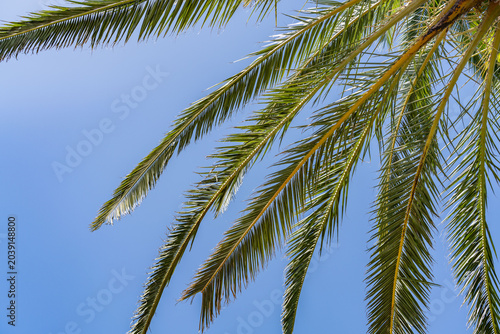 Phoenix canariensis, the Canary Island date palm, is a species of flowering plant in the palm family Arecaceae.  Las Vegas Boulevard,  Clark County, Nevada. Basin and Range Province, Mojave Desert.  