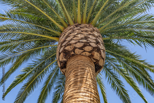 Phoenix canariensis, the Canary Island date palm, is a species of flowering plant in the palm family Arecaceae.  Las Vegas Boulevard,  Clark County, Nevada. Basin and Range Province, Mojave Desert.  