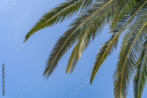 Phoenix canariensis, the Canary Island date palm, is a species of flowering plant in the palm family Arecaceae.  Las Vegas Boulevard,  Clark County, Nevada. Basin and Range Province, Mojave Desert.  