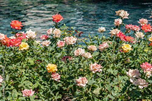 A rose is either a woody perennial flowering plant of the genus Rosa  in the family Rosaceae. Las Vegas Boulevard,  Clark County, Nevada. Basin and Range Province, Mojave Desert.  near  Wynn Las Vegas