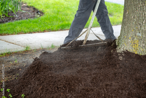 Process of Landscaper raking fresh mulch around bushes in street 