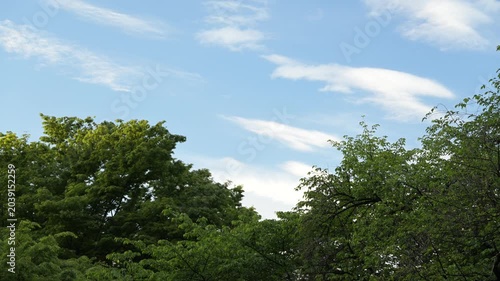 青空と樹木