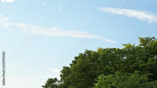 青空と樹木