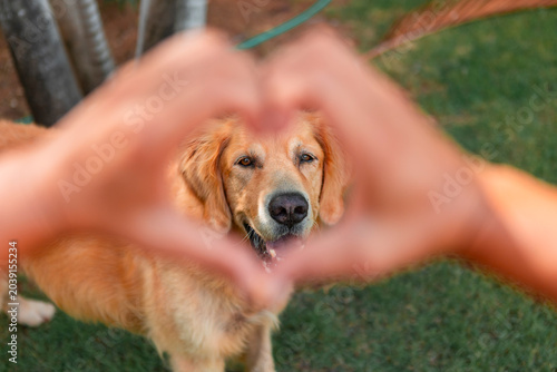 Принти на полотні Golden retriever dog framed by heart hands showing pet love