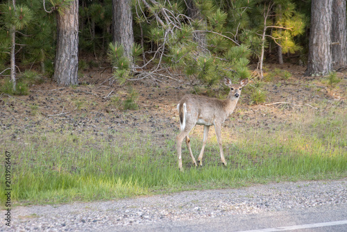 A white-tailed deer walking in the grass by the road at sunset in springtime
