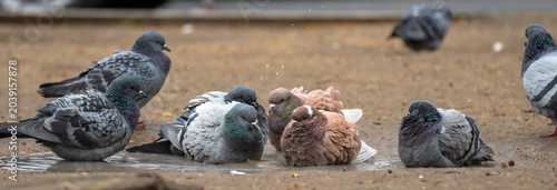Quadro su tela Pigeons walking and pecking on a city street, representing urban wildlife, everyday city life, and peaceful coexistence of animals within human environments
