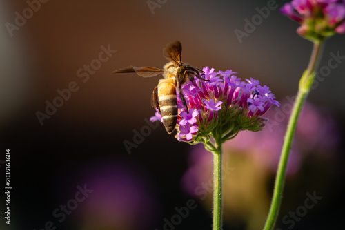 Bee flower purple pollination insect blossom nectar garden macro nature
