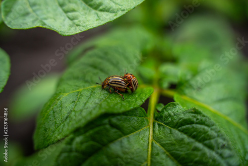 Fotografie Two colorado potato beetles mating on green potato leaves, leptinotarsa decemlineata insect pests destroying agricultural crop