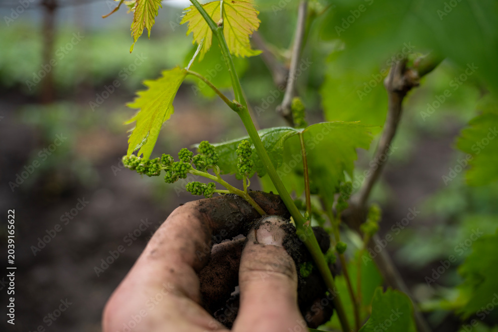 Fototapeta premium Dirty human hand holding a young grapevine shoot with immature green flower cluster development close up, viticulture and organic farming concept.