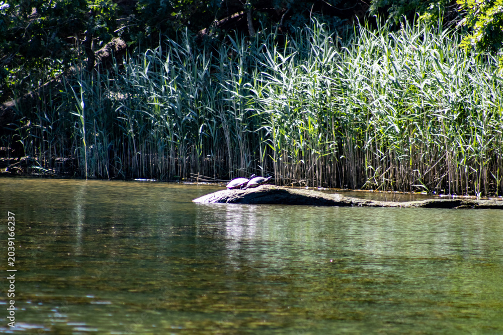 Naklejka premium turtles in the sun