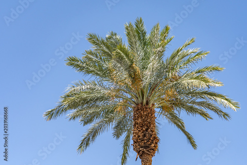 Phoenix dactylifera, commonly known as the date palm, is a flowering-plant species in the palm family Arecaceae.  The Palazzo at The Venetian Resort,  Las Vegas Boulevard,  Clark County, Nevada. 