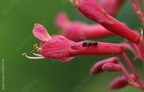 Quadro su tela Close-up of a small, dark ant walking along the bright, tubular crimson flower of a Red Buckeye (Aesculus pavia)