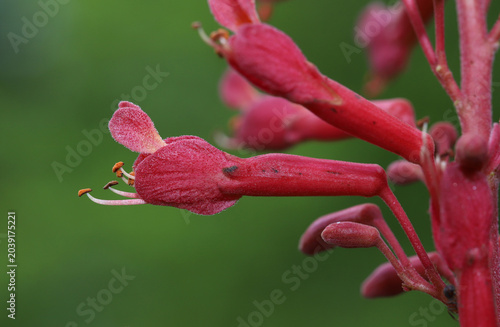 Foto Close-up of the scarlet flower of the Red Buckeye (Aesculus pavia), a small tree native to the southeastern US