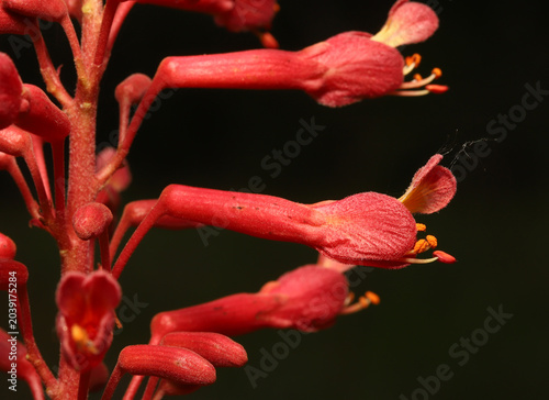 Valokuva Closeup of several tubular, long flowers that make up the inflorescence cluster of the Red Buckeye (Aesculus pavia) tree