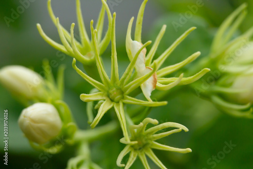 Valokuva Flower bud green macro closeup plant blossom vine detail with soft bokeh backgro