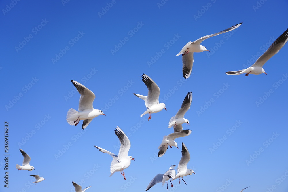 Fototapeta premium A Flock of Gulls Soaring in the Sunlight