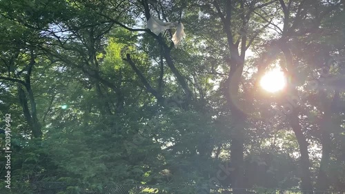 sun in the forest