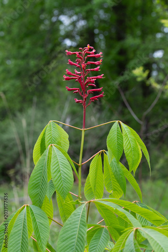 A panicle of bright red flowers on top of a young Red Buckeye (Aesculus pavia) tree.  This beautiful inflorescence consists of many short flowers in a large cluster.  