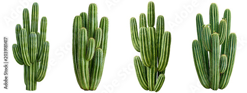 organ pipe cactus set isolated on white transparent background - design element cut-out object collection