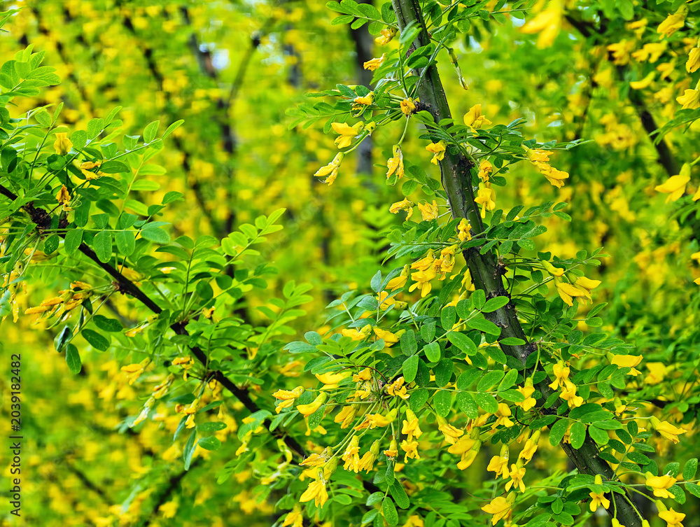 Fototapeta premium Bright bushes of flowering acacia.