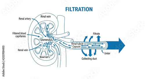 Fotografía Kidney Nephron Filtration System Diagram.