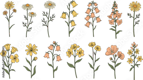 Bild auf Leinwand Wildflower Botanical Vector Set with Hand Drawn Yellow and Orange Flowers, Natur