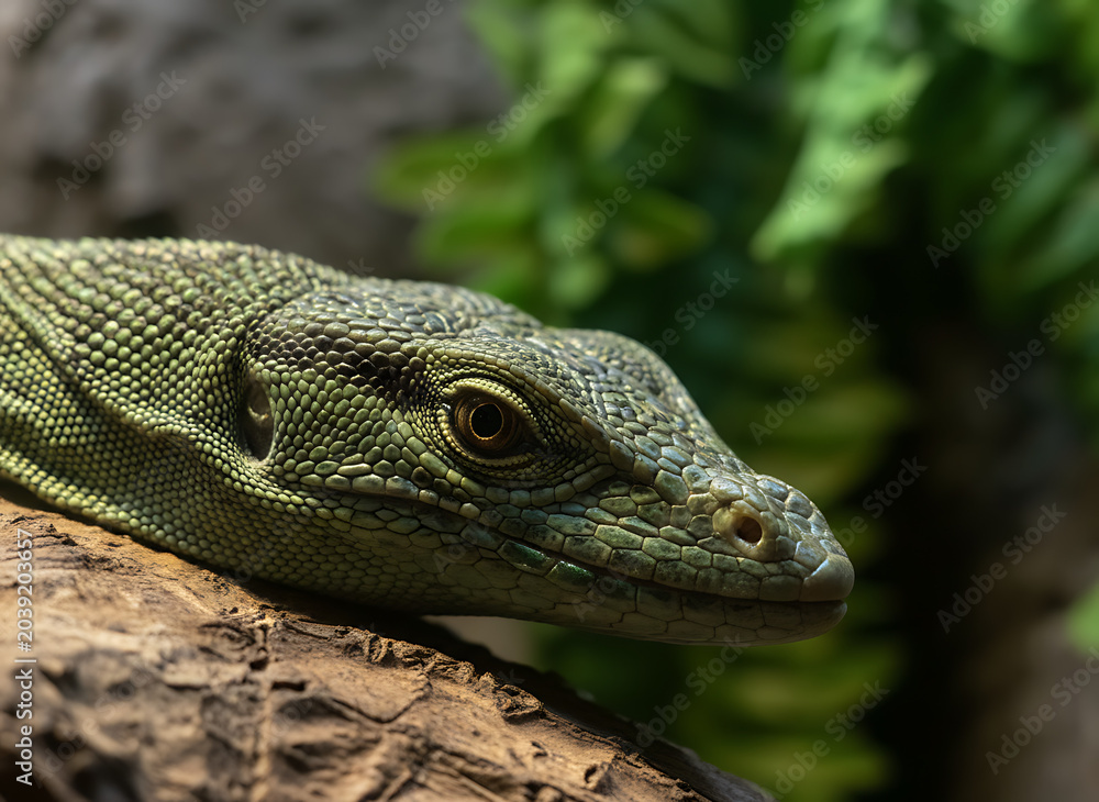 Obraz premium green lizard on a tree