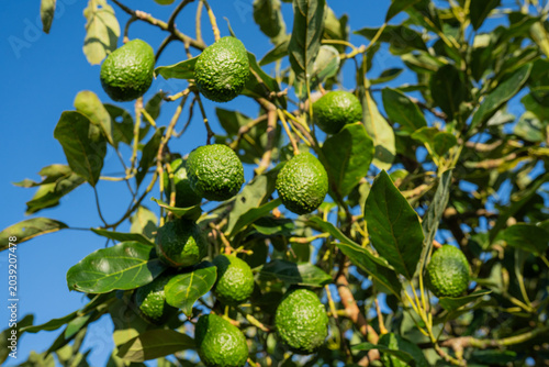 Bild auf Leinwand Aguacates verdes maduros creciendo en árbol bajo cielo azul en plantación agríco